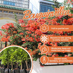 Set 2 Light Orange Bougainvillea Live Plants 4-7 Inches Tall, Vibrant Bumgainvillea Flowering Vines for Garden, Patio Containers and Indoor Growing