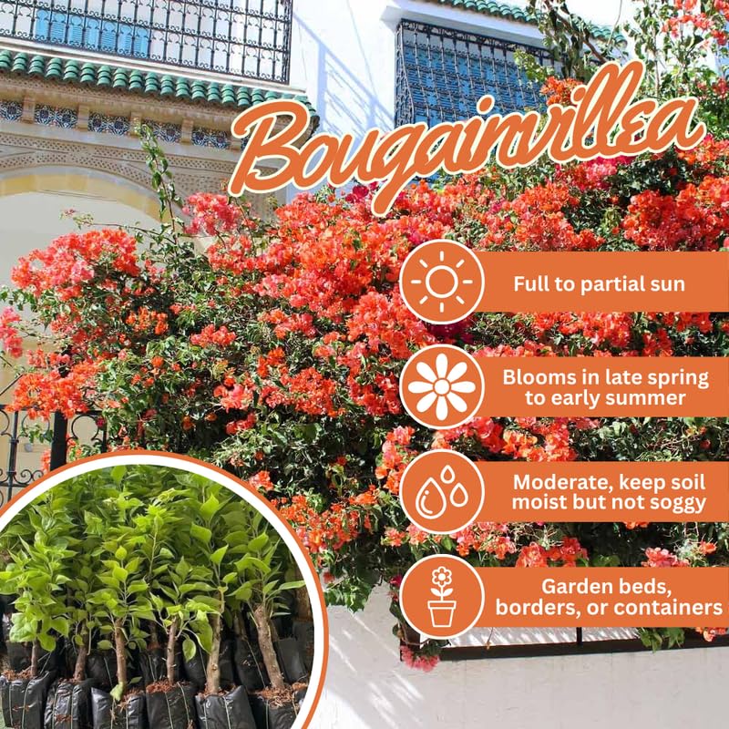 Set 2 Light Orange Bougainvillea Live Plants 4-7 Inches Tall, Vibrant Bumgainvillea Flowering Vines for Garden, Patio Containers and Indoor Growing