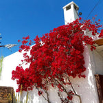Sets 3 Climbing Bougainvillea Plants Live for Full Sun Trellis Tree, Shrub or Vine Bougainvillea Vibrant Bloom, Very Hardy, 5-9" Tall, Vibrant Red