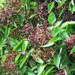 Set of 10 Elderberry Cuttings for Planting, Black Elderberry Fruit Plants, 6–8 Inches Long for Outdoor Growing