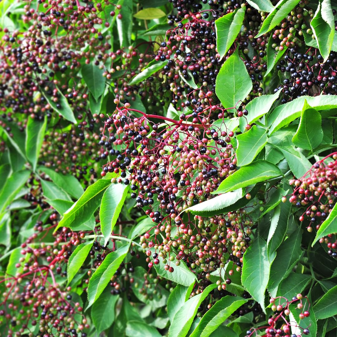 Set of 10 Elderberry Cuttings for Planting, Black Elderberry Fruit Plants, 6–8 Inches Long for Outdoor Growing