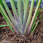 5 Large Lemon Grass Live Plants, Indoor Outdoor Lemongrass Herb Rooted Lemongrass Stalks, Zones 9-11 Spring Planting