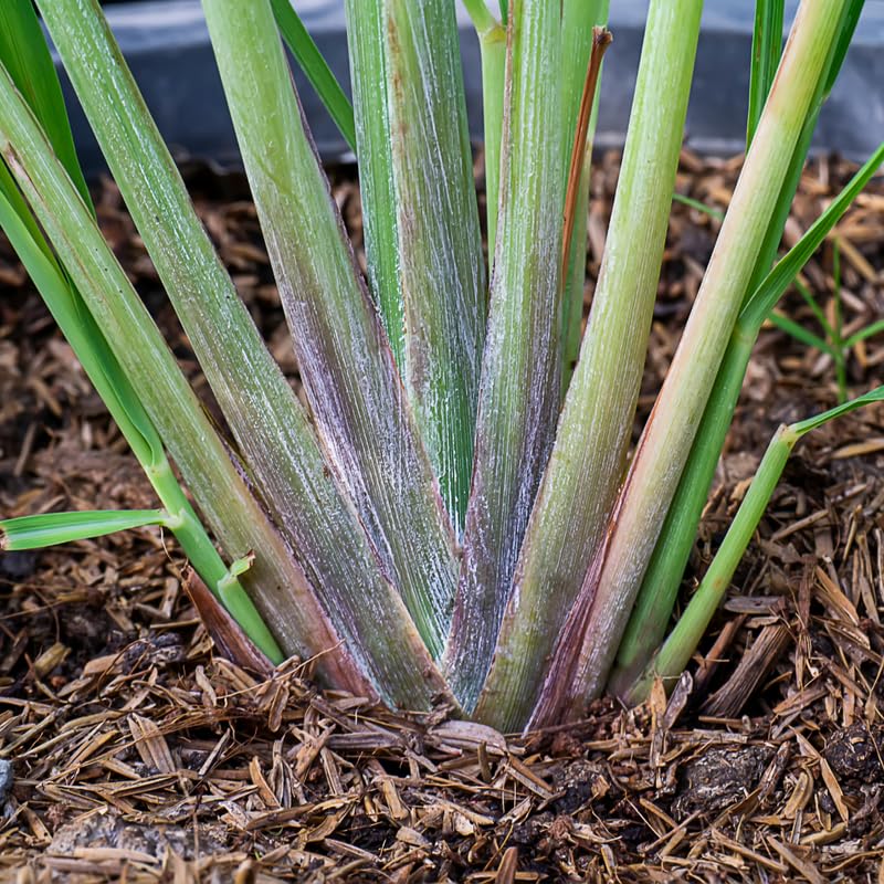 5 Large Lemon Grass Live Plants, Indoor Outdoor Lemongrass Herb Rooted Lemongrass Stalks, Zones 9-11 Spring Planting