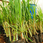 Pack 2 Lemongrass Plants Outdoor Planting in Pot, Lemon Grass Live Plant, Live Lemon Grass, Lemon Grass Plants, Live Lemongrass Plant