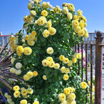 Combo 6 Yellow Rose Cuttings, 5–8 Inch Long Starter Cuttings for Planting, Rose Bush Flower Plant for Garden Outdoor Growing