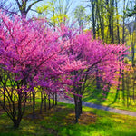 03 Eastern Redbud Trees Live Plants, 1 Year Old Seedlings Pink Flowering Ornamental Tree, Redbud Tree, Redbud Trees for Planting, No Leaf
