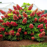 Reblooming Hydrangea Flowers, Hardy Hydrangea Plant Live Bush Shrub, 5-8" Tall Well-Rooted for Garden, Change Colors (Ruby Hydrangea)