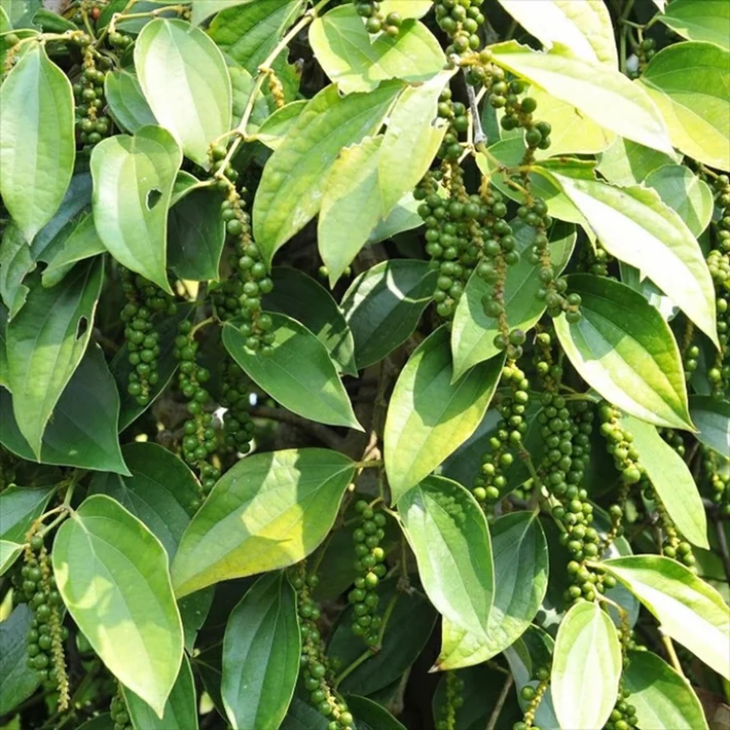 Set of 2 Pepper Plants Live, Piper Nigrum Black Pepper Live Plant, 4 to 7 Inches Tall, Live Pepper Plant, Herb Plant for Garden, Pepper Well Rooted