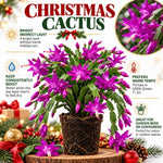2PPP Purple Christmas Cactus Live Plant, Holiday Flowering, 3 Inches Pot