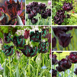 25 Tulip Bulbs for Planting, Easy-Grow Spring Flowers, Assorted Perennial Tulip Bulbs, Bulb Size 11/12 cm, Gardens, Containers, Flowerbeds Planting (Black Tulip)