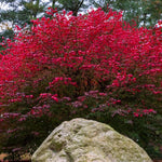 Red Burning Bush Shrub Live Plant, 2.5 Inches Pot, Dwarf Burning Bush Live Plant