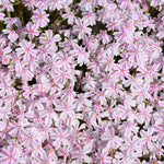 Set 2 Creeping Phlox Live Plants, Perennial Phlox Flower Ground Cover Plant, Hardy Creeping Phlox 5-8 Inches (Stripe)