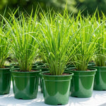 1 Pot Lemongrass Plants Live for Outdoor, 10 Inc Tall Lemon Grass Live Plants in Pot, Live Lemon Grass Plants