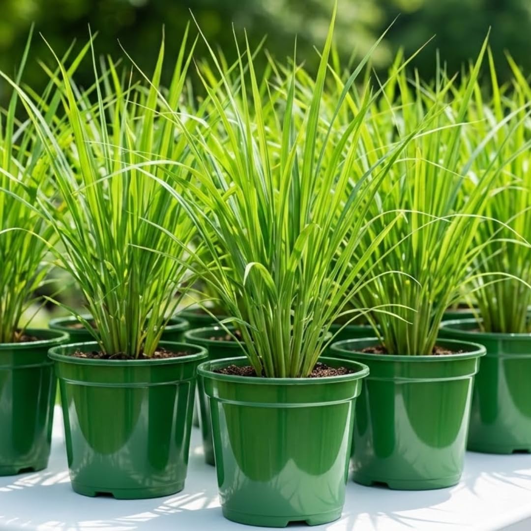 1 Pot Lemongrass Plants Live for Outdoor, 10 Inc Tall Lemon Grass Live Plants in Pot, Live Lemon Grass Plants