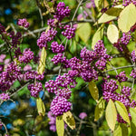 Beautyberry Plant Live, Purple Beautyberries Srhub Bush 4-8'' Tall, Indoor Outdoor Growing