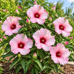 3 Hardy Hibiscus Live Plants, Flowering Shrub, Pink Blooms, 4-7"