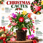 2PPP Random Christmas Cactus Live Plant, Holiday Flowering, 3 Inches Pot