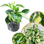 Philodendron Plant Live, Rare Variegated Philodendron Houseplant for Planting, Home Office Decor 4 to 8 Inches (Stripe Green White)