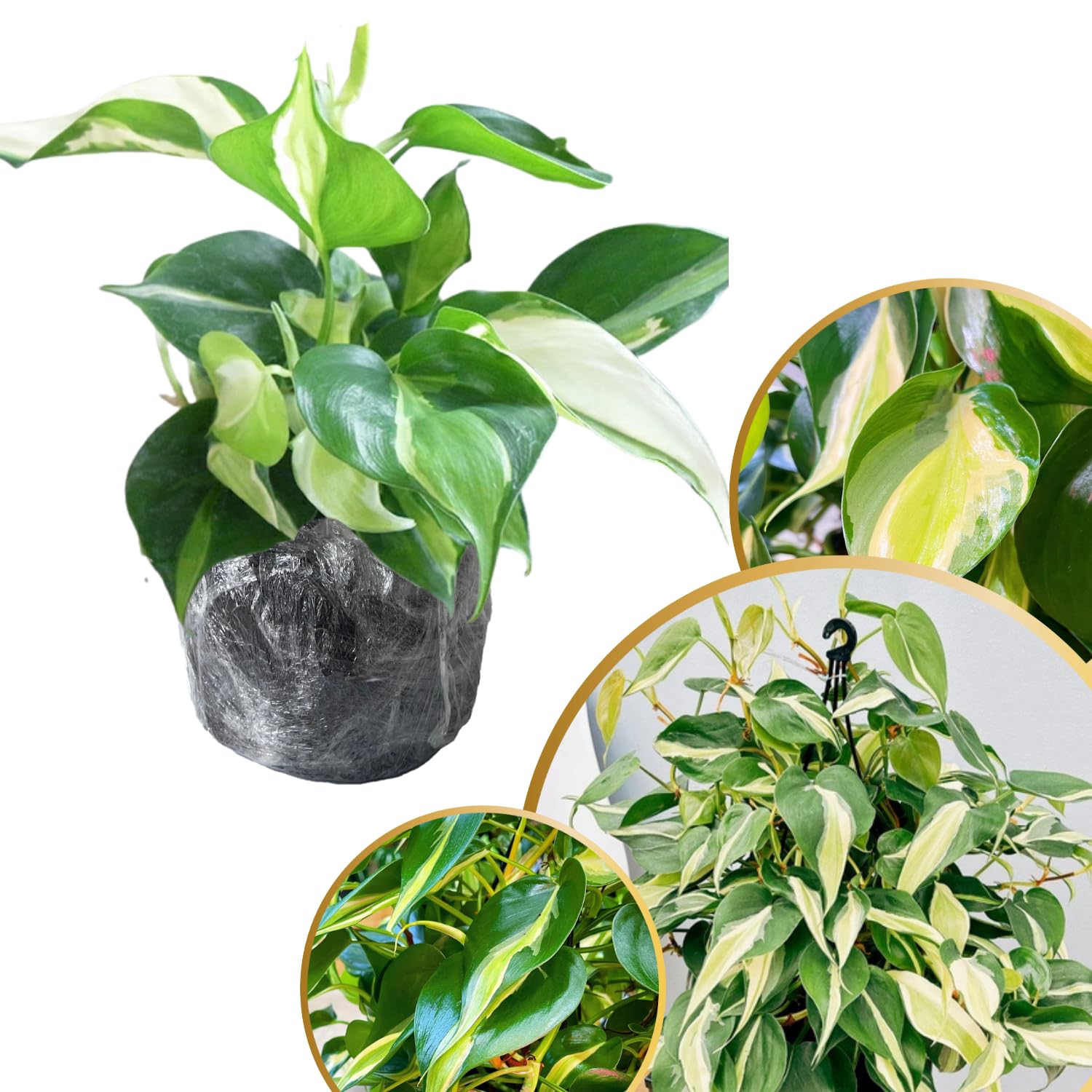 Philodendron Plant Live, Rare Variegated Philodendron Houseplant for Planting, Home Office Decor 4 to 8 Inches (Stripe Green White)