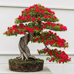 Sets 3 Climbing Bougainvillea Plants Live for Full Sun Trellis Tree, Shrub or Vine Bougainvillea Vibrant Bloom, Very Hardy, 5-9" Tall, Vivid Red