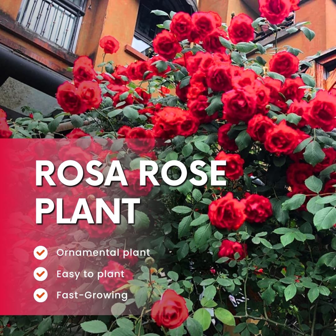 Rose Live Plant for Planting, Fragrant Hybrid Rose Bush, 5-10” Tall, Ready to Grow Flowering Shrub for Outdoor Garden, No Pot (Red Rose)