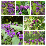 3 Purple Beautyberry Bush Shrub Plants Live, 4 to 7 Inc Tall, American Beautyberry Trees Live Plants for Growing Outdoor or Indoor