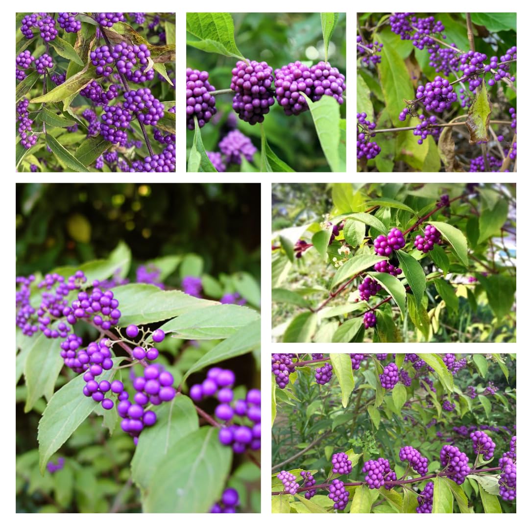 3 Purple Beautyberry Bush Shrub Plants Live, 4 to 7 Inc Tall, American Beautyberry Trees Live Plants for Growing Outdoor or Indoor