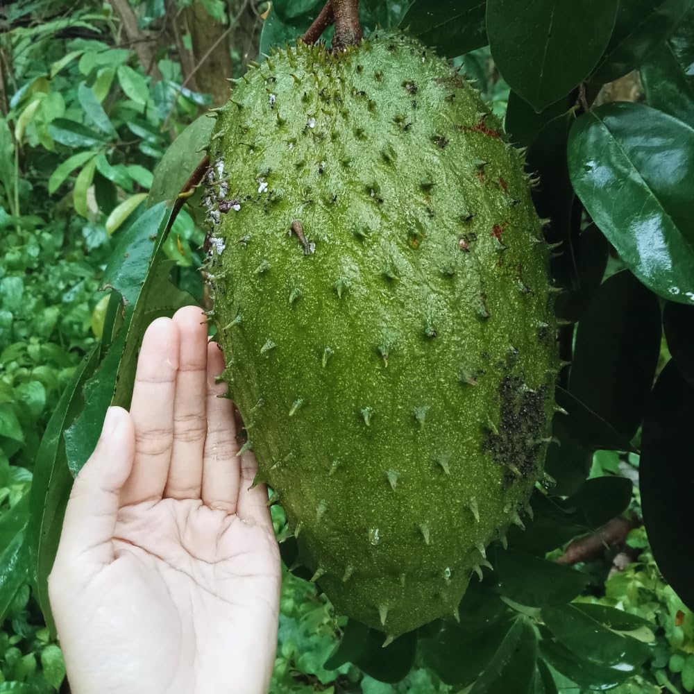 Soursop Plant Live, Guanabana Tree Live Plants, 5 to 8 Inc Tall, Soursop Tree Live Plant, Gardening Outdoor