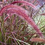 Fountain Grass Plant Live for Planting, 5-9 Inch Tall, Ornamental Grasses Live Plants Perennial (Red Purple Fountain Grass)
