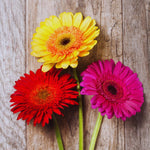 2 Daisy Plants, Mix Gerbera Daisy Live Plants, 4 to 6 Inches Tall, Gerbera Daisy Plant No Pot, Daisy Live Plant, Daisy Plants Live for Gardening