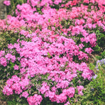 2 Red Creeping Phlox Live Plants, Starter Cherry Phlox Flower Plug Size Planting, Creeping Grow Cover