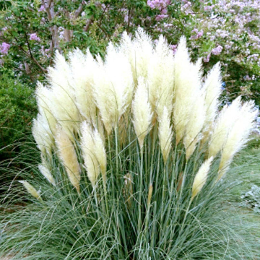 2 Pampas Grass Plants Live, Ornamental Grasses Live Plants Perennial, Mix Pampas Grass Live Plants Outside