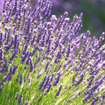 4 Lavender Plants Live Flower Indoor Outdoor, Lavandula Perennial Plants, Well Rooted 4-8" Tall, No Pot (Creek Lavender)
