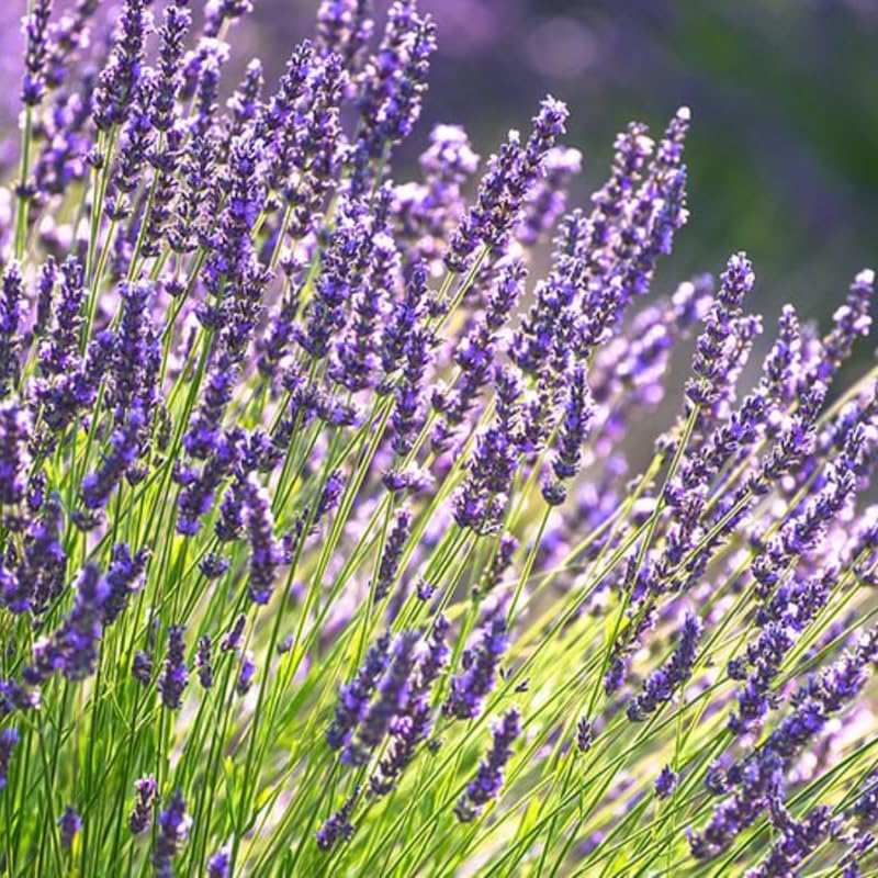4 Lavender Plants Live Flower Indoor Outdoor, Lavandula Perennial Plants, Well Rooted 4-8" Tall, No Pot (Creek Lavender)