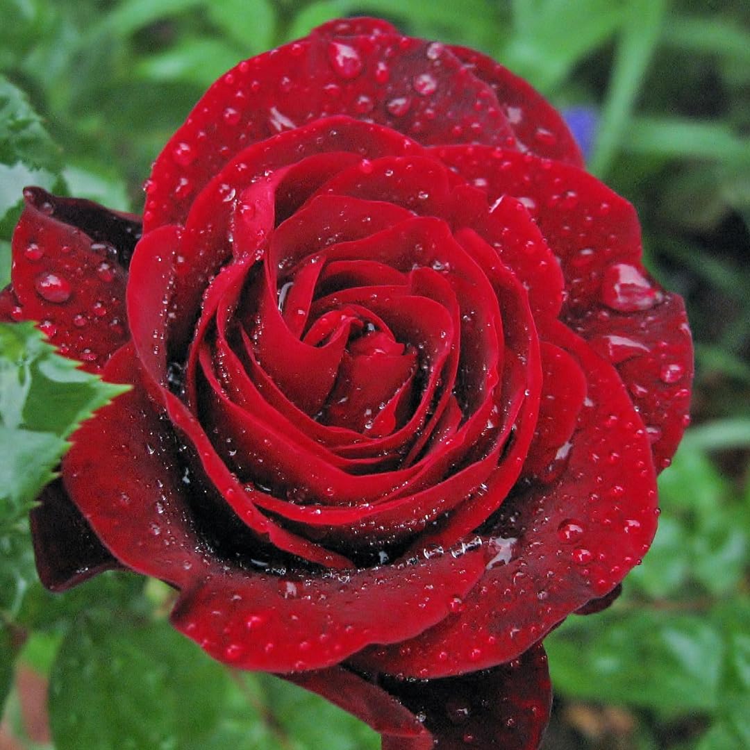 Red Rose Live Plant, 6 Months Old Starter, Fragrant Red Climbing Roses for Planting Outdoor, No Pot