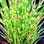 Ornamental Grass Seedlings Live Plant, Fully Rooted Pruned Back to 5 to 9 Inc in Tall Grasses Live Plants Perennial (White Green Grass)