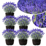 4 Blue Lavender Plants Live for Outside Planting, Perennial Bloom, Live Lavender Plants 5–9 Inches Tall with Fragrant Flowers for Spring Growing