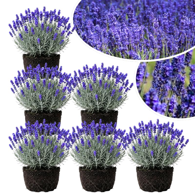 4 Blue Lavender Plants Live for Outside Planting, Perennial Bloom, Live Lavender Plants 5–9 Inches Tall with Fragrant Flowers for Spring Growing