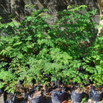 2 Pots Live Malunggay Plants, Moringa Oleifera Live Trees, 6-8" in Tall Drumstick Horseradish Trees Herb for Planting, 7 Months Old Tree