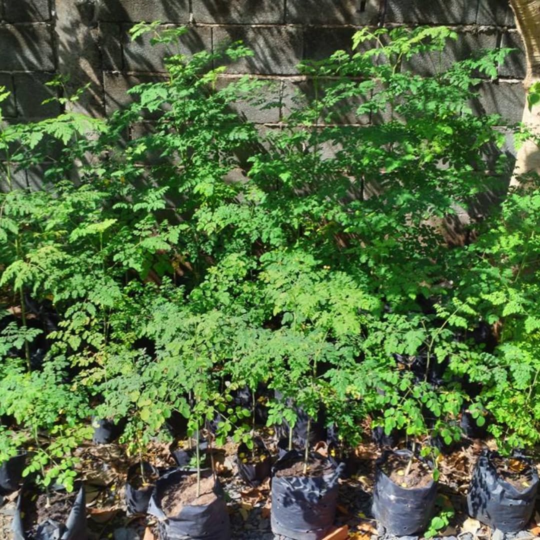 2 Pots Live Malunggay Plants, Moringa Oleifera Live Trees, 6-8" in Tall Drumstick Horseradish Trees Herb for Planting, 7 Months Old Tree