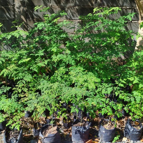 2 Pots Live Malunggay Plants, Moringa Oleifera Live Trees, 6-8" in Tall Drumstick Horseradish Trees Herb for Planting, 7 Months Old Tree