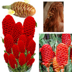 10 Awapuhi Pinecone Shampoo Ginger Rhizomes Plants, Red Ginger Plants, Fast Growing, Rare Plant for Outdoor Gardening, Fresh Bulbs
