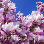 Magnolia Tree, Magnolia Flowering Shrub Bush in 2.5'' Pot, Well Rooted Magnolia to Grow in Container, Garden (Saucer Magnolia)