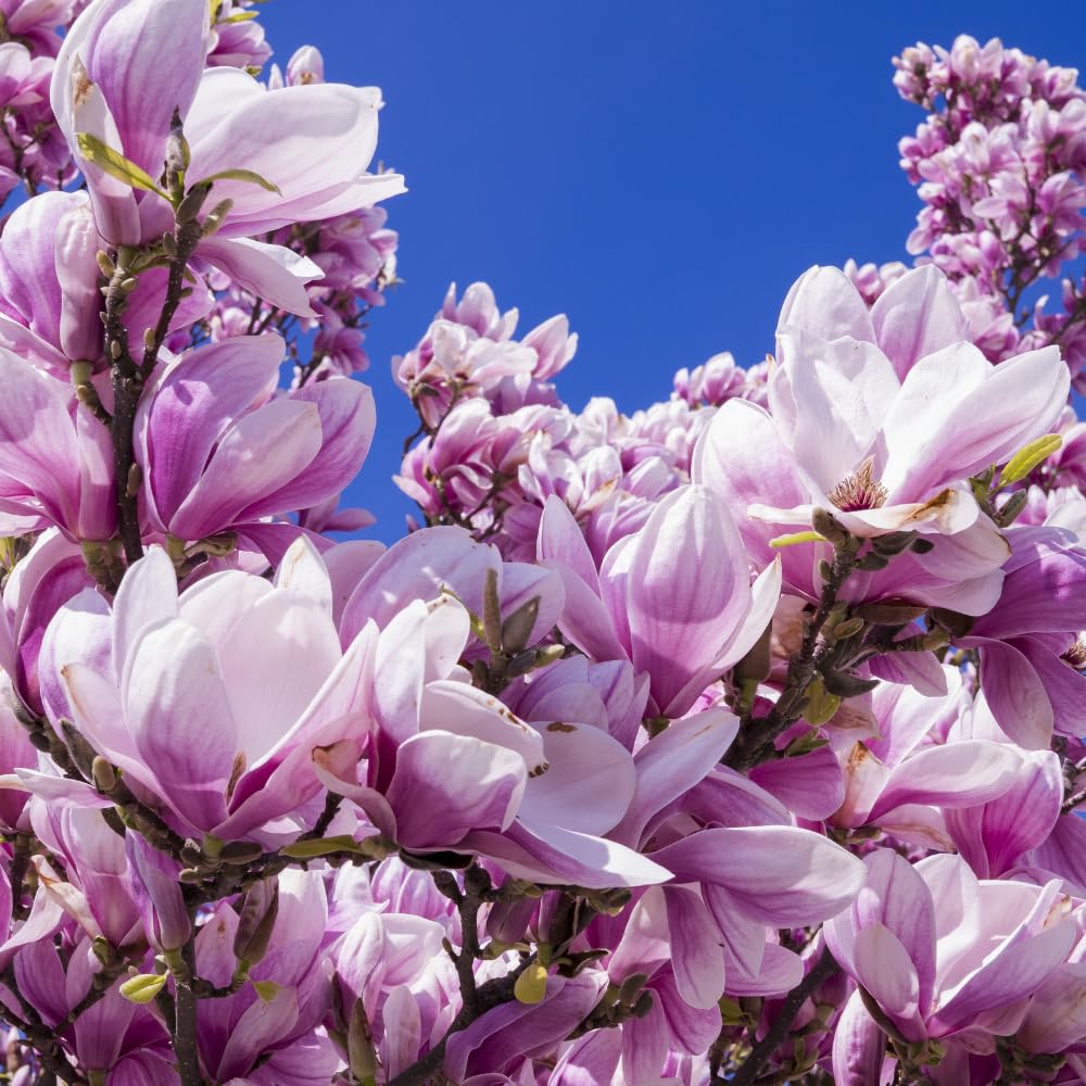 Magnolia Tree, Magnolia Flowering Shrub Bush in 2.5'' Pot, Well Rooted Magnolia to Grow in Container, Garden (Saucer Magnolia)