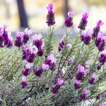 4 Fragrant Lavender Plants Live for Outside Planting, Perennial Bloom, Live Lavender Plants 5–9 Inches Tall with Fragrant Flowers for Spring Growing