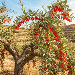 12 Red Goji Berry Cuttings, Goji Fruit Plants 8-10 Inches, Outdoor Berry Shrub