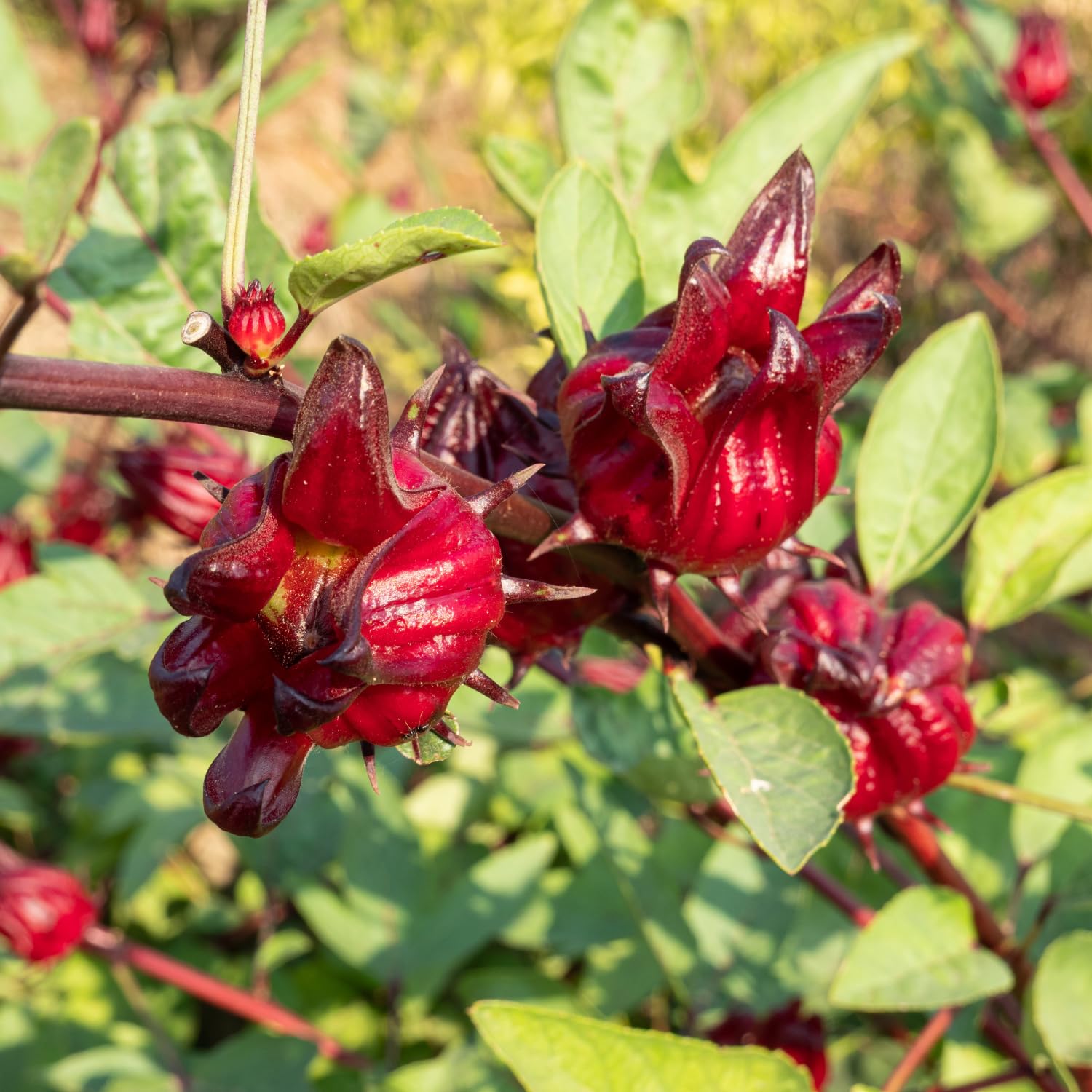 Live Roselle Plant in Half Gallon Pot, Flowering Edible Hibiscus Shrub, Well Rooted Hibiscus Sabdariffa for Garden and Container