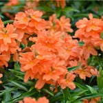 Set 4 of Orange Crossandra Plants Live from 4 Inc Tall in 4'' Potted, Live Crossandra Plants Garden