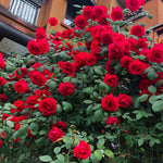 Deep Red Climbing Rose Live Plant, 6 Months Old Starter, Fragrant Purple Climbing Roses for Planting Outdoor, No Pot