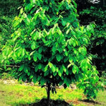 Pawpaw Trees Live Plants, 6-12" Paw Paw Seedling Plants, 1 Year Old Well Rooted, Common Pawpaw Asimina Triloba